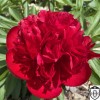 Paeonia 'Red Charm' - Pojeng 'Red Charm' C7/7L